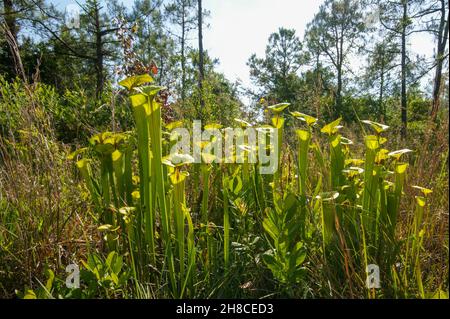 Sarracenia flava ssp. Flava, die gelbe Kannenpflanze, North Carolina, USA Stockfoto