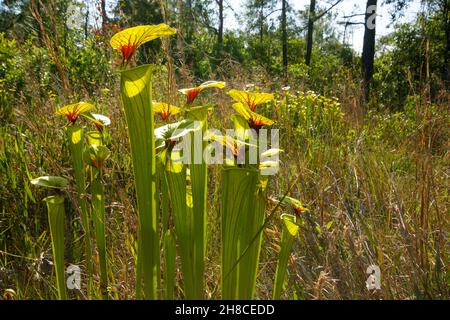 Sarracenia flava ssp. Flava, die gelbe Kannenpflanze, North Carolina, USA Stockfoto