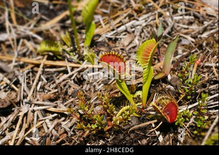 Venusfliegenfalle, Dionaea muscipula, North Carolina, USA Stockfoto