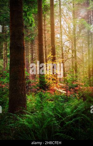 Sonnenlicht, das auf einer Buche in einem Kiefernwald, Wiltshire, Großbritannien, scheint Stockfoto