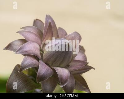 Eine Nahaufnahme einer einzelnen zarten Fliederblüte aus Hosta Sum und Substanz vor einem schlichten Hintergrund Stockfoto