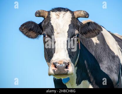 Kuhkopf, Portrait Profil eines ruhigen erwachsenen Rindes und eines Bauernhofhintergrunds. Ruhige Gesichtshörner und blauer Himmel Stockfoto
