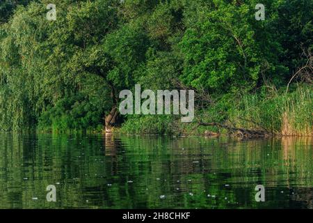 Wunderschöne Sommerlandschaft - über dem ruhigen Fluss hängende Äste, die sich auf der Wasseroberfläche spiegeln, blühende gelbe Seerosen und blauer Himmel. Stockfoto