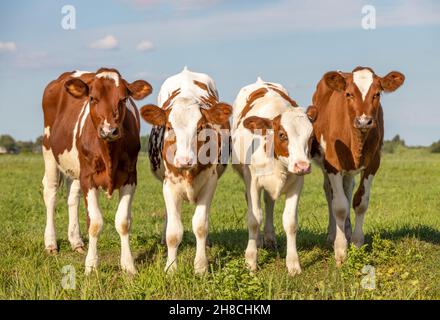 Vier Kälber in einer Reihe, Kühe nebeneinander, aufrecht stehend auf einer grünen Wiese, rot weiß in den Niederlanden. Stockfoto