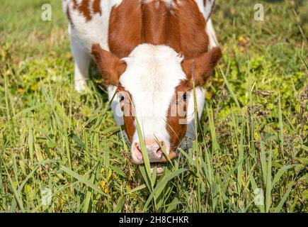 Kuh mit offenem Mund, beißend und grasende Grashalme, die sich auf einer grünen Weide niederbeugen Stockfoto