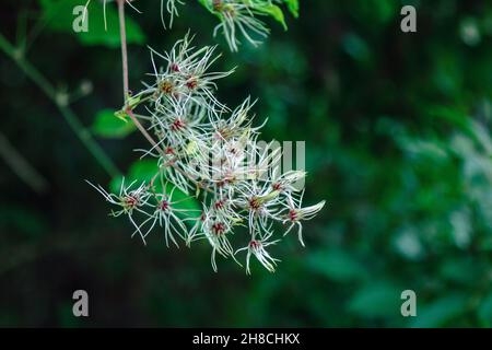 Unreife weiche Samenköpfe von clematis vitalba (die Reisende Freude Pflanze) auf einem Zweig Stockfoto