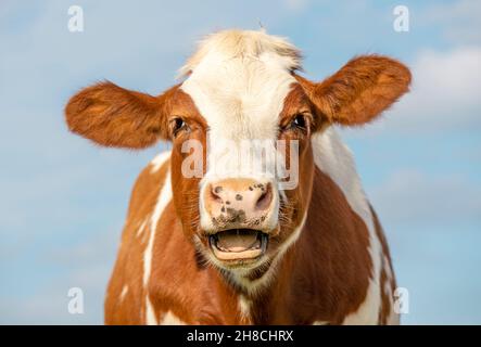 Lustiges Porträt einer launenden Kuh, lachend mit offenem Mund, zeigt Zahnfleisch und Zunge Stockfoto