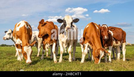 Junge Kühe in einer Reihe, Seite an Seite, stehend aufrecht auf einer grünen Wiese, rot und weiß, eine einzelne schwarz Stockfoto