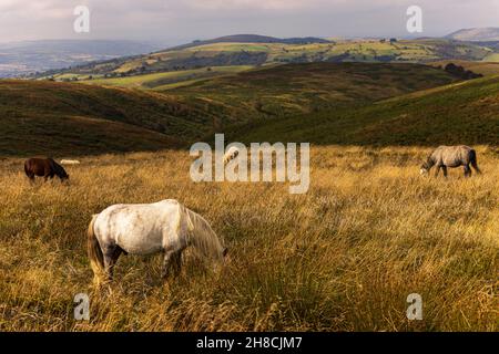 Wildpferde grasen auf dem Long Mynd, Gebiet von natürlicher Schönheit, Shropshire, England Stockfoto