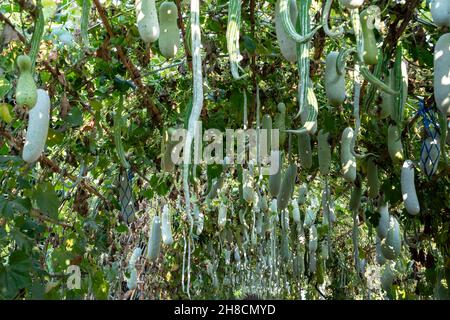 Wintermelone, duftende Zucchini, quadratische Zucchini, Schlangenkürbis werden auf Einem Tunnel-Efeu-Baumweg mit viel hängendem Gemüse aufgehängt. Stockfoto