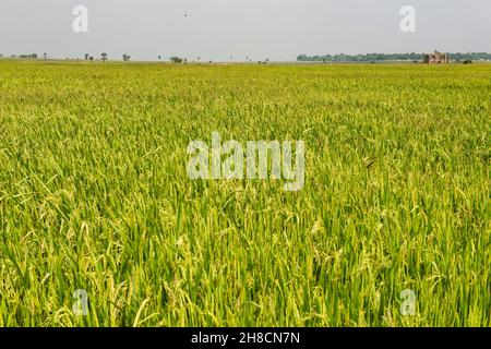Sri Lanka, die Provinz Uva, die Provinz Uva, Plantage de riz, Anpflanzung von Reis, Reispflanzung Stockfoto