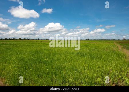 Sri Lanka, la Province d'Ampara, Ampara Province, Ampara Province, Plantation de riz, Anpflanzung von Reis, Reispflanzung Stockfoto