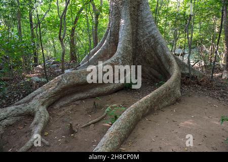 Sri Lanka, Province Centrale, Zentral Provinz, Centrale Province, Ritigala est une montagne du Centre du Sri Lanka qui abrite un ancien monastère boud Stockfoto