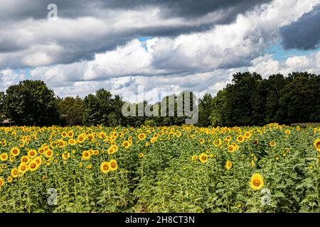 Sonnenblumenfeld im ländlichen Georgien im Sommer Stockfoto