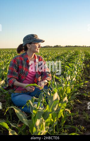 Die kaukasische Maisfarmerin mittleren Alters kniete sich zur Inspektion des Mais auf dem Feld Stockfoto