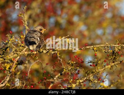 Eine Fieldfare (Turdus pilaris), die sich an roten Weißdornbeeren ernährt, Gloucestershire Stockfoto