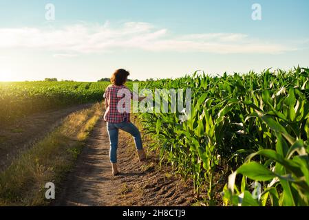 Kaukasische Farmarbeiterin mittleren Alters mit Tablette, die Maisstiele auf dem Feld inspiziert Stockfoto