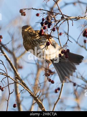 Eine Fieldfare (Turdus pilaris), die sich an roten Weißdornbeeren ernährt, Gloucestershire Stockfoto