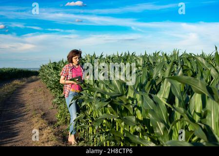Kaukasische Farmarbeiterin mittleren Alters mit Tablette, die Maisstiele auf dem Feld inspiziert Stockfoto