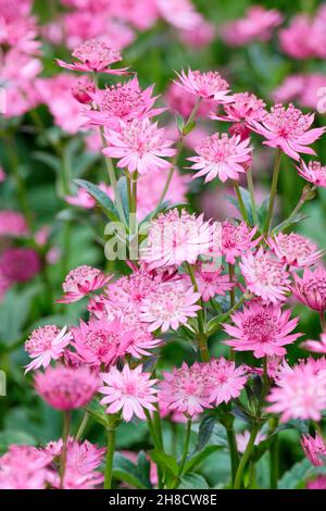 Rotmasterwort, Astratia Major 'Venice', Masterwort 'Venice'. Dunkelrosa Blüten Stockfoto