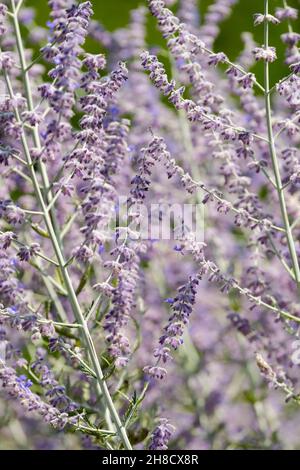 Perovskia 'Blue Spire', russischer Salbei, auch bekannt als Salvia Blue Spire. Blassblaue Blütenspitzen Stockfoto