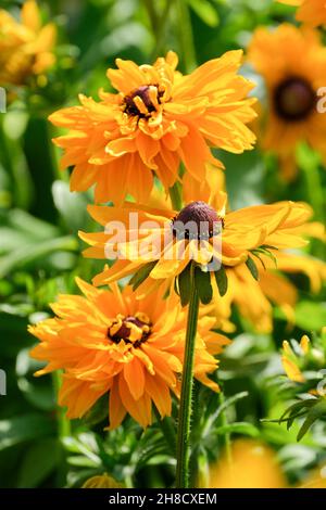 Rudbeckia hirta 'Goldilocks', Black-Eyed Susan 'Goldilocks', Coneflower 'Goldilocks'. Stockfoto