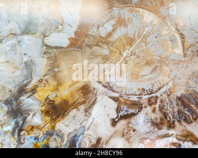 Klassische versteinerte Holz Textur Hintergrund. Draufsicht Stockfoto