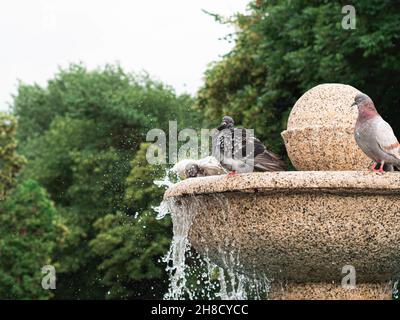 Tauben, die im Brunnen baden. Tauben, die ein Bad auf einem Springbrunnen nehmen. Stockfoto