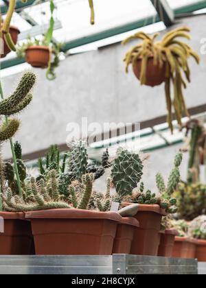 Große Sammlung von Kakteen. Verschiedene Arten von Kakteen und Sukkulenten. Vorderansicht Stockfoto