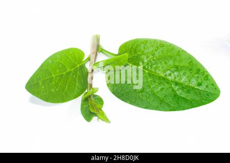 Grüne Basella-Alba-Blätter mit schleimigeöser Textur. Stockfoto