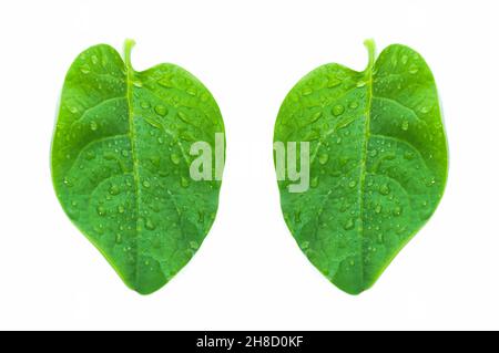 Grüne Basella-Alba-Blätter mit schleimigeöser Textur. Stockfoto