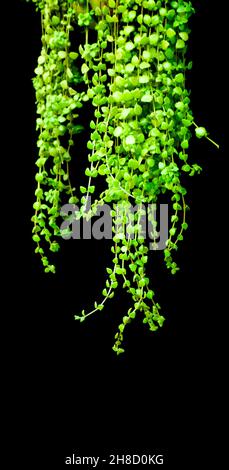 Grünes Senecio Rowleyanus Haus Pflanze Blätter. Stockfoto