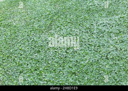 Allgemeine Ansicht von Seerosen, Kamaloten, auf dem Guadiana Fluss in Badajoz, Spanien, derzeit als Flusspest, Textur und Hintergrund anerkannt... Stockfoto