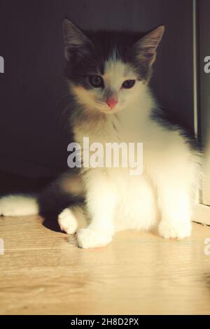 Ein graues und weißes Kätzchen sitzt in entspannter Position auf einem hellen Innenboden im Sonnenlicht. Eine hübsche Katze in einem Raum in Sonnenlicht und Schatten. Stockfoto