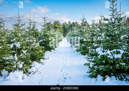 Winter Landschaft Hintergrund. Ein Fußweg mit Fußabdrücken führt durch eine Baumschule mit kleinen und großen schneebedeckten Tannen. Weihnachtsbaumfarm Stockfoto