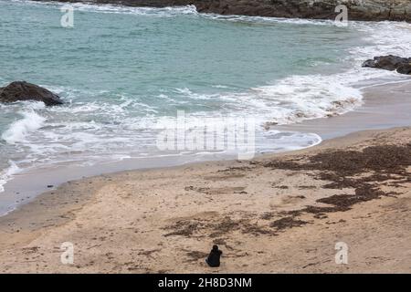 Mutton Cove,Godrevy,Cornwall,29th. November 2021,die Leute gingen in Godrevy,Cornwall, obwohl es ein trüber und bedeckter Tag war. Mutton Cove ist ein beliebter Ort bei Touristen und Einheimischen, um die Kolonie der Kegelrobben am Strand und zwischen den Felsen zu sehen.Quelle: Keith Larby/Alamy Live News Stockfoto