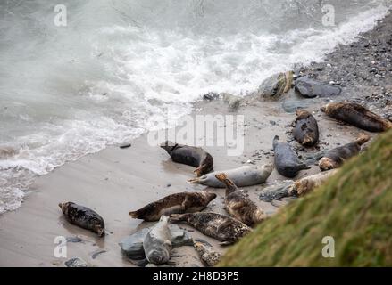 Mutton Cove,Godrevy,Cornwall,29th. November 2021,die Leute gingen in Godrevy,Cornwall, obwohl es ein trüber und bedeckter Tag war. Mutton Cove ist ein beliebter Ort bei Touristen und Einheimischen, um die Kolonie der Kegelrobben am Strand und zwischen den Felsen zu sehen.Quelle: Keith Larby/Alamy Live News Stockfoto