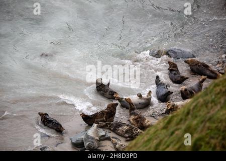 Mutton Cove,Godrevy,Cornwall,29th. November 2021,die Leute gingen in Godrevy,Cornwall, obwohl es ein trüber und bedeckter Tag war. Mutton Cove ist ein beliebter Ort bei Touristen und Einheimischen, um die Kolonie der Kegelrobben am Strand und zwischen den Felsen zu sehen.Quelle: Keith Larby/Alamy Live News Stockfoto