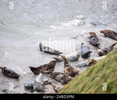 Mutton Cove,Godrevy,Cornwall,29th. November 2021,die Leute gingen in Godrevy,Cornwall, obwohl es ein trüber und bedeckter Tag war. Mutton Cove ist ein beliebter Ort bei Touristen und Einheimischen, um die Kolonie der Kegelrobben am Strand und zwischen den Felsen zu sehen.Quelle: Keith Larby/Alamy Live News Stockfoto