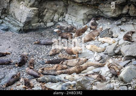 Mutton Cove,Godrevy,Cornwall,29th. November 2021,die Leute gingen in Godrevy,Cornwall, obwohl es ein trüber und bedeckter Tag war. Mutton Cove ist ein beliebter Ort bei Touristen und Einheimischen, um die Kolonie der Kegelrobben am Strand und zwischen den Felsen zu sehen.Quelle: Keith Larby/Alamy Live News Stockfoto