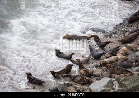 Mutton Cove,Godrevy,Cornwall,29th. November 2021,die Leute gingen in Godrevy,Cornwall, obwohl es ein trüber und bedeckter Tag war. Mutton Cove ist ein beliebter Ort bei Touristen und Einheimischen, um die Kolonie der Kegelrobben am Strand und zwischen den Felsen zu sehen.Quelle: Keith Larby/Alamy Live News Stockfoto