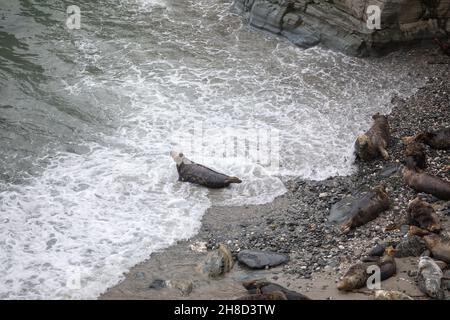 Mutton Cove,Godrevy,Cornwall,29th. November 2021,die Leute gingen in Godrevy,Cornwall, obwohl es ein trüber und bedeckter Tag war. Mutton Cove ist ein beliebter Ort bei Touristen und Einheimischen, um die Kolonie der Kegelrobben am Strand und zwischen den Felsen zu sehen.Quelle: Keith Larby/Alamy Live News Stockfoto