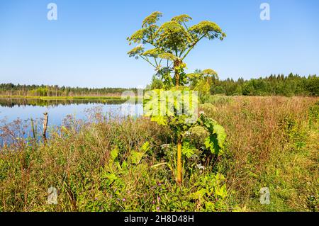 Kuh-Pastinak oder das giftige Hogweed (heracleum) an sonnigen Sommertagen Stockfoto