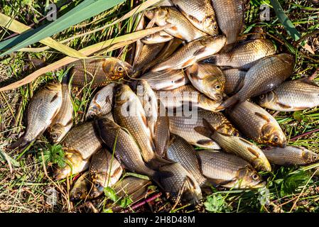 Frisch gefangener Süßwasserfisch Karausche liegt an einem sonnigen Tag auf dem Gras Stockfoto