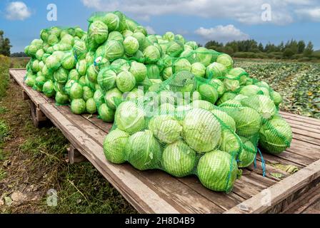Ernte von frischem Grünkohl am Herbsttag. Gemüseernte im Herbst Stockfoto