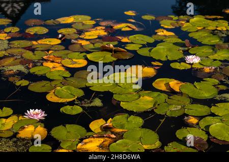 Seerosenblüten und Seerosenblatten schwimmen in einem Teich Stockfoto