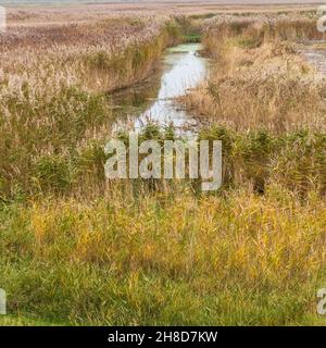 Sümpfe und Creek im Blakeney Harbour bei Low Tide an einem langweiligen Novembermorgen Stockfoto