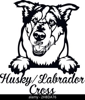 Husky Labrador Cross Peeking Dog - Kopf isoliert auf weißem - Vektorstock Stock Vektor