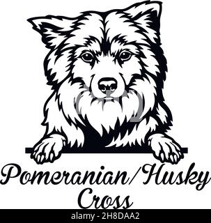 Pommersche Husky Cross Peeking Dog - Kopf isoliert auf weißem - Vektorstock Stock Vektor