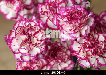 Blumen: Nahaufnahme von weißen Nelken mit violett umrandeten Blütenblättern Stockfoto